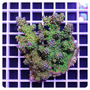 Acropora sp.