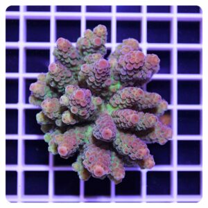Acropora sp