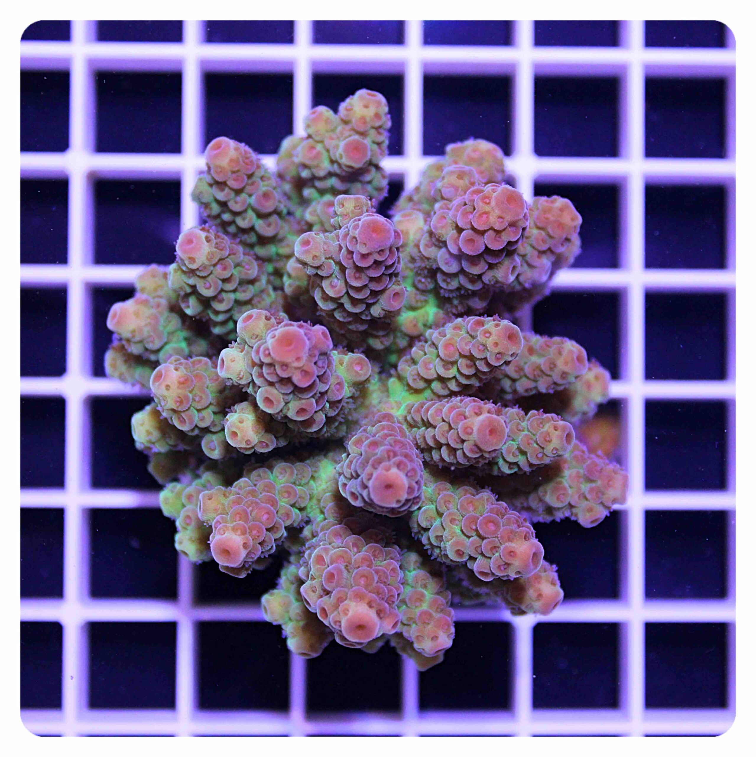 Acropora sp