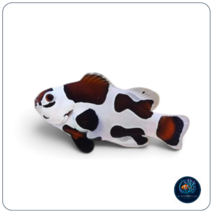 Amphiprion Ocellaris Mocha Storm T.B.