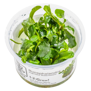 Bucephalandra pygmaea 'Bukit Kelam' cup