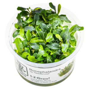 Bucephalandra sp. 'Needle Leaf' cup