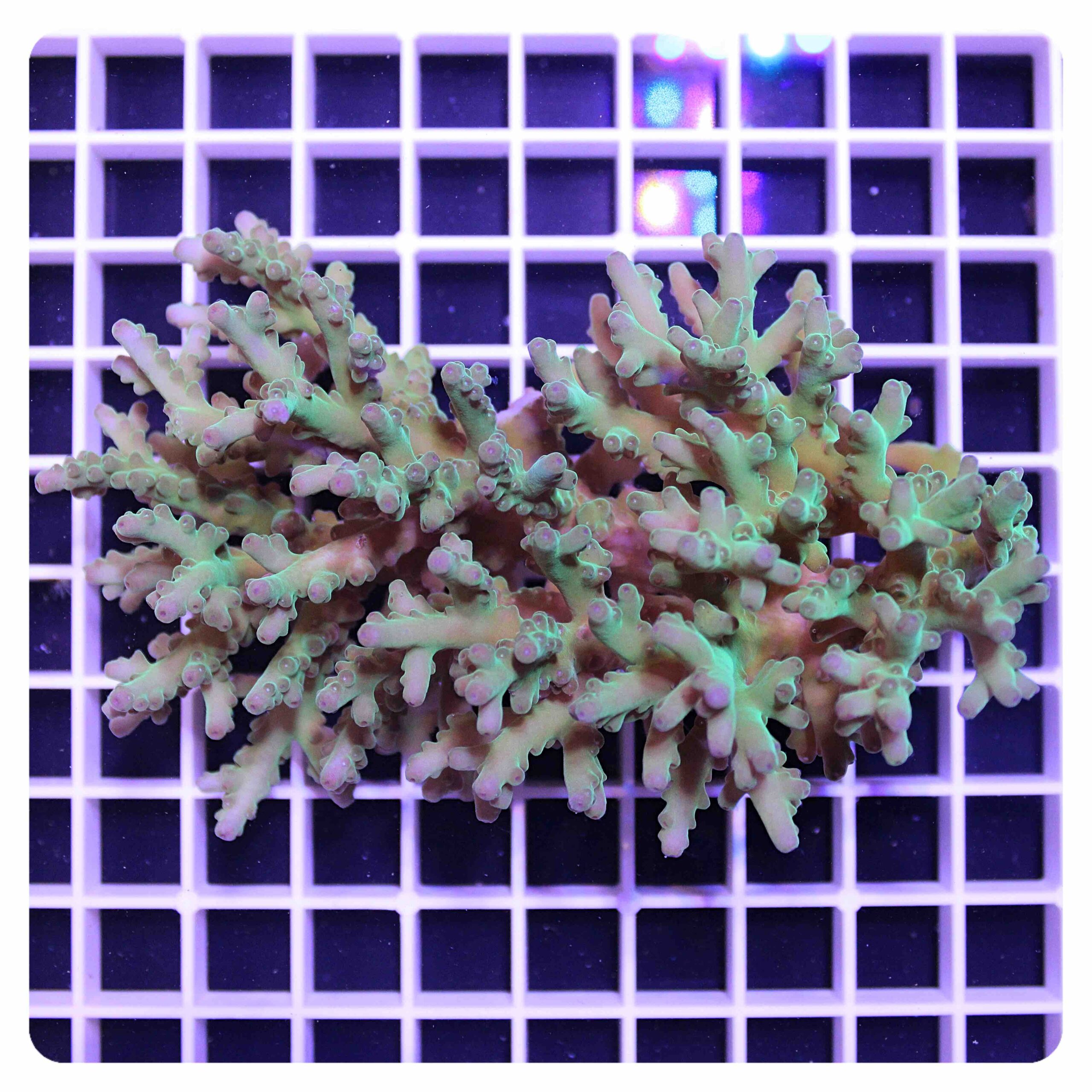 Acropora sp