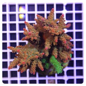 Acropora sp