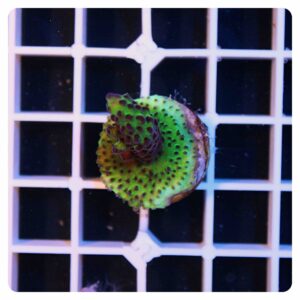 Acropora frag