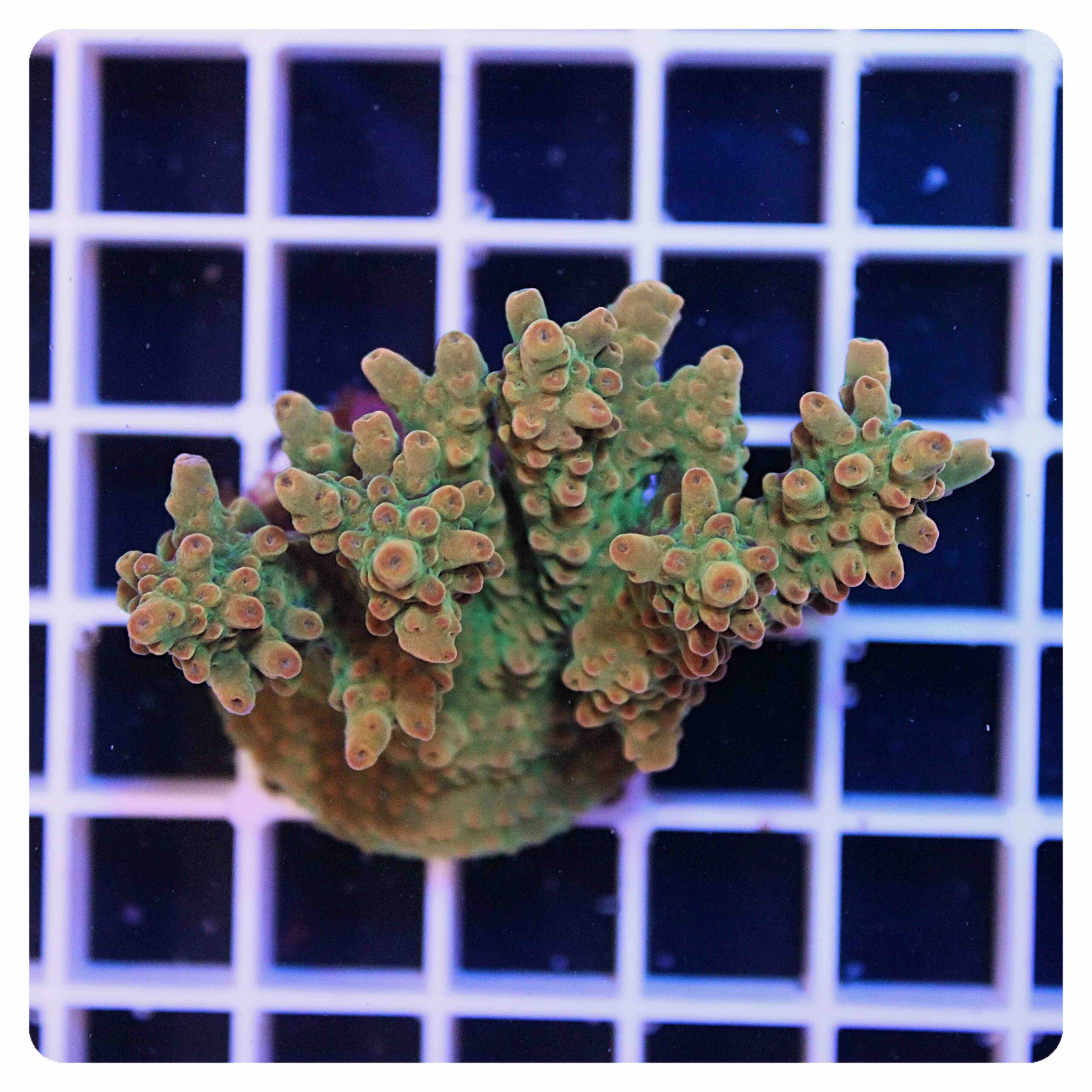 Acropora frag