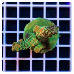 Acropora frag