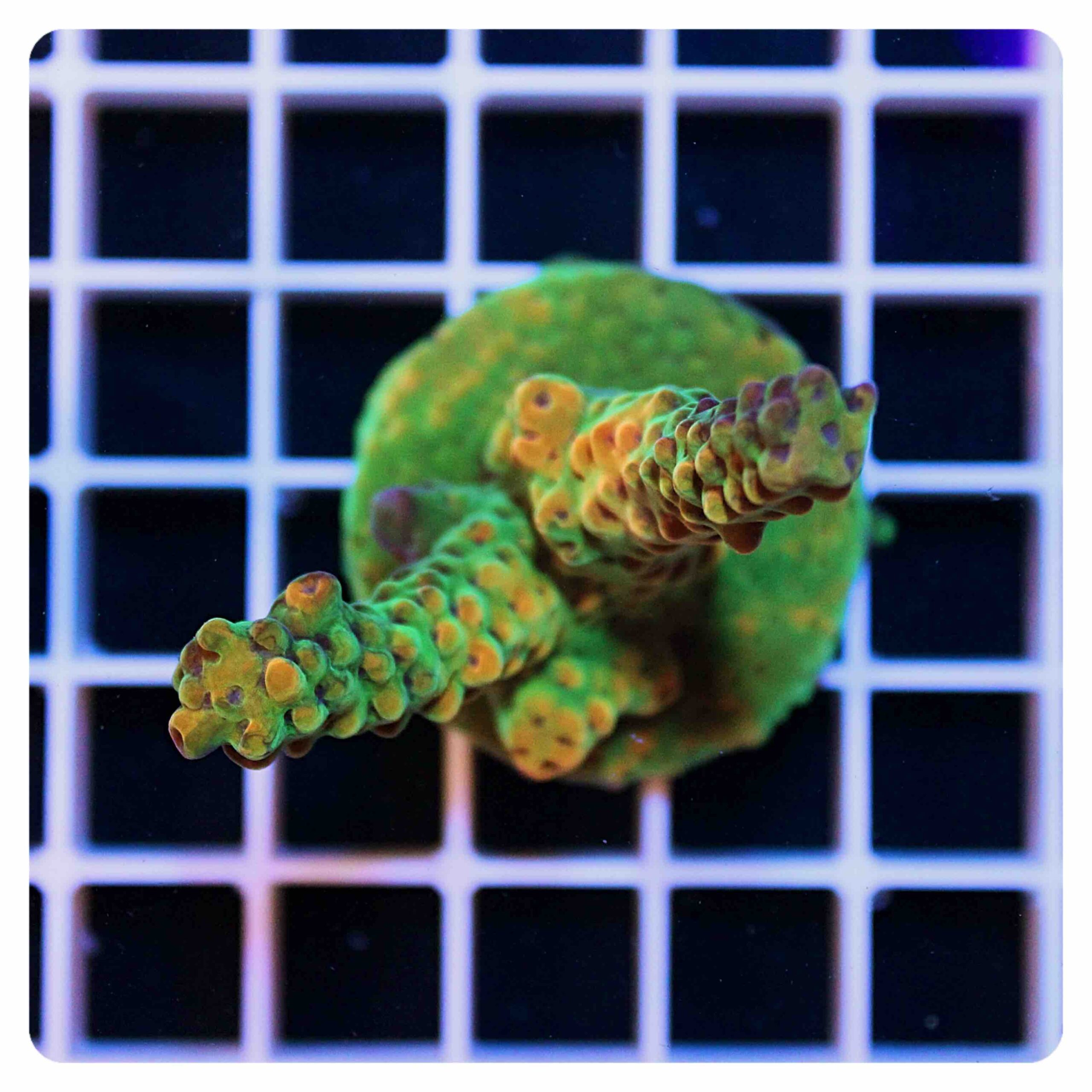 Acropora frag