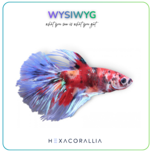 Betta splendens half moon koi