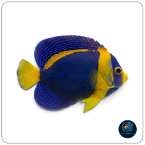 Chaetodontoplus Duboulayi female