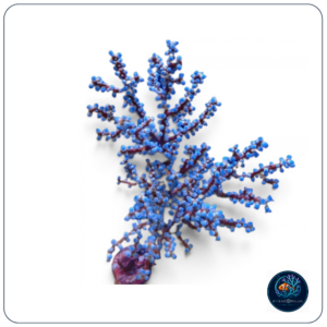 Acalygorgia sp. “Blueberry Gorgonian”