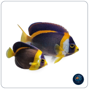Chaetodontoplus duboulayi pair
