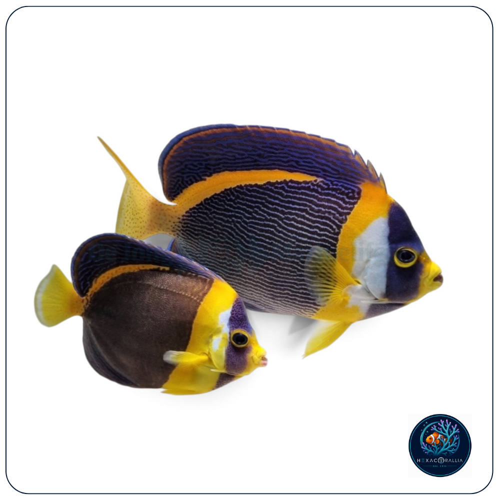 Chaetodontoplus duboulayi pair