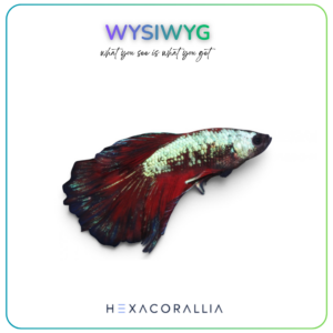 Betta splendens half moon