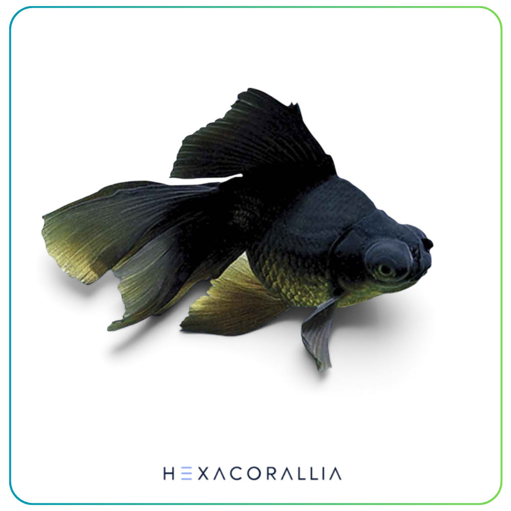 Carassius auratus black teleskope