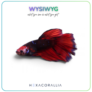 Betta splendens half moon