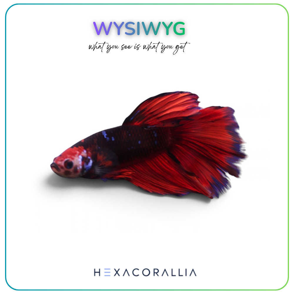 Betta splendens half moon
