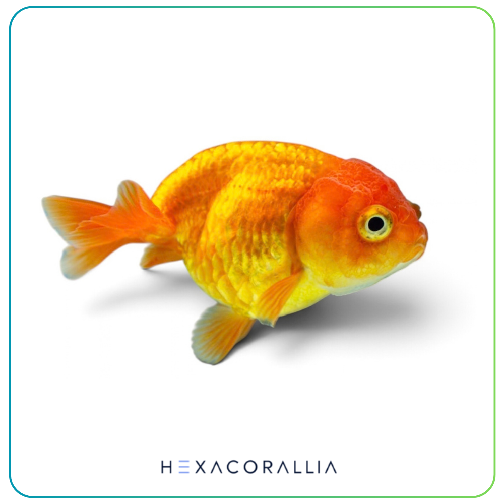 Carassius auratus ranchu