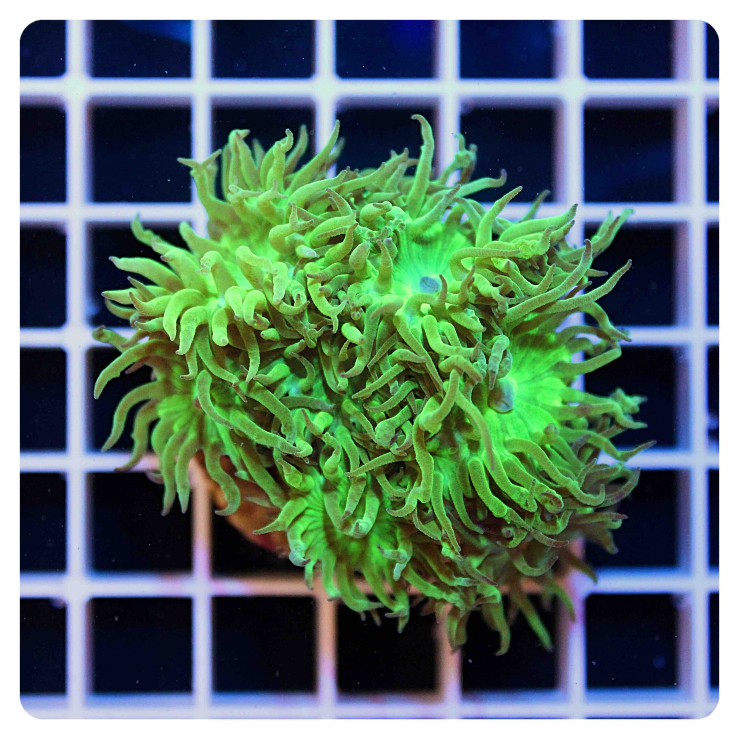 Duncanopsammia axifuga “metallic green”