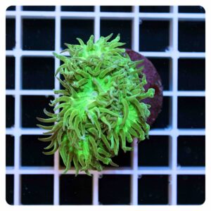 Duncanopsammia axifuga “metallic green”
