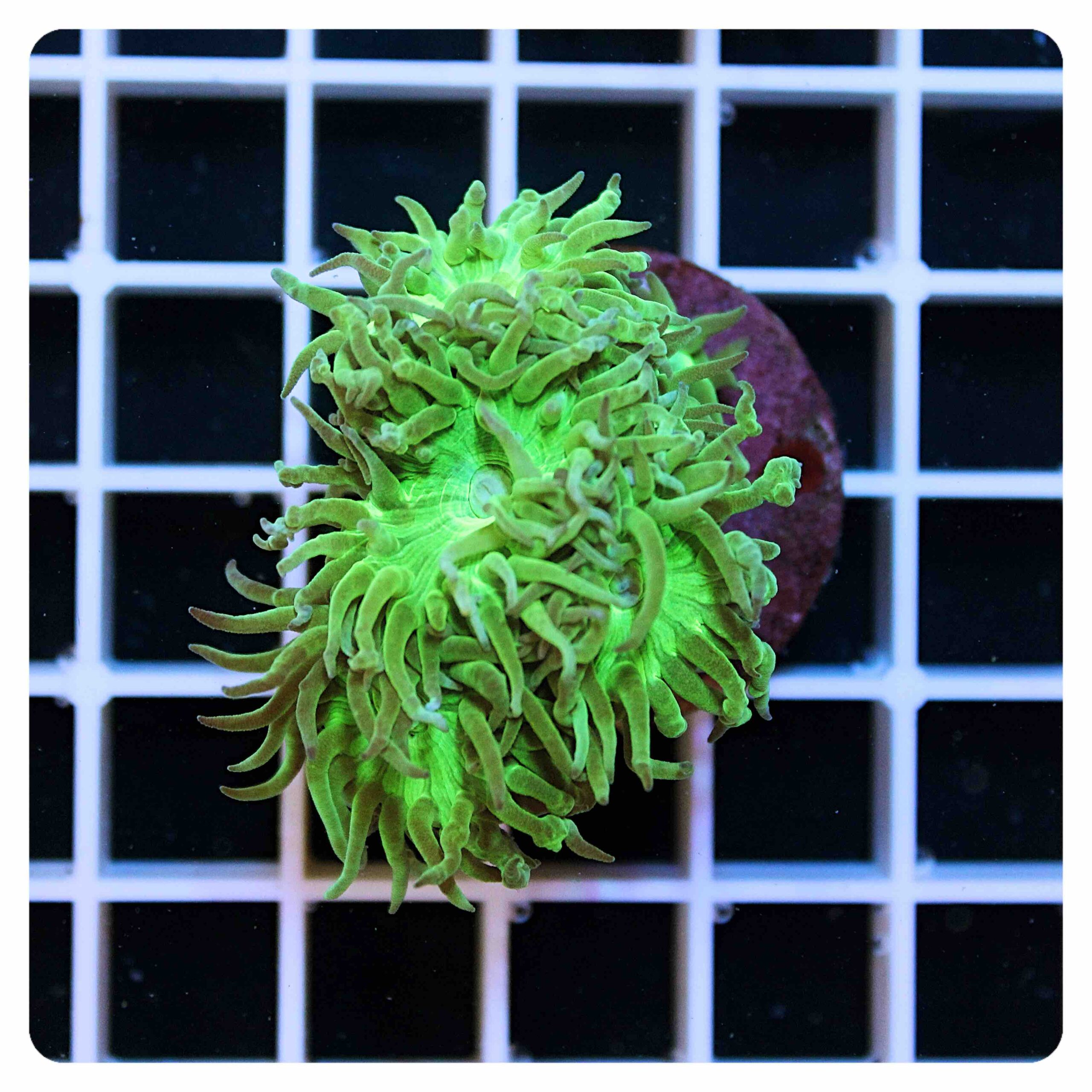 Duncanopsammia axifuga “metallic green”