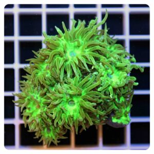 Duncanopsammia axifuga “metallic green”