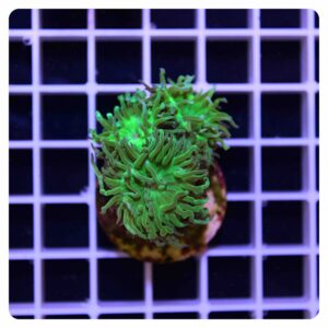 Duncanopsammia axifuga “metallic green”