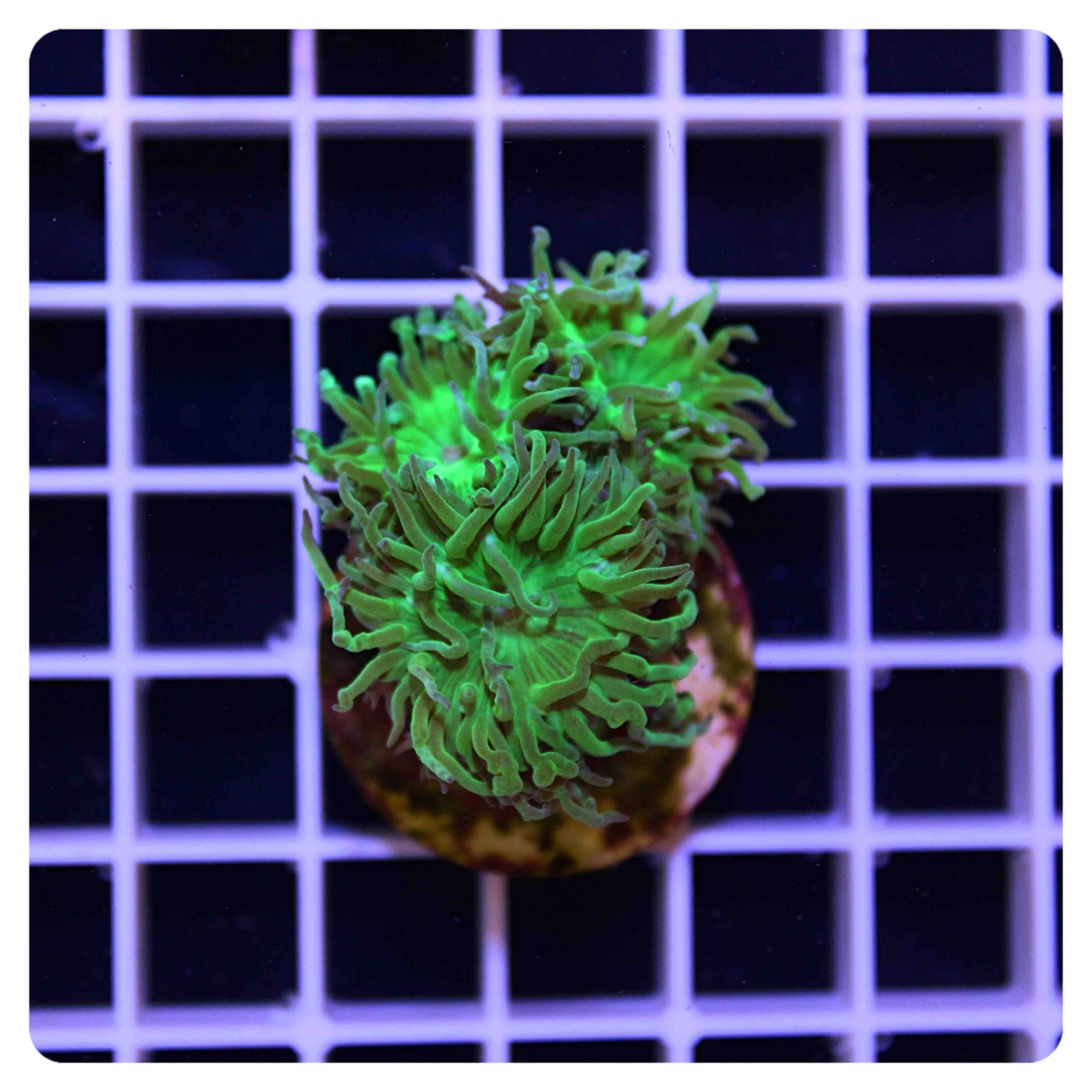 Duncanopsammia axifuga “metallic green”