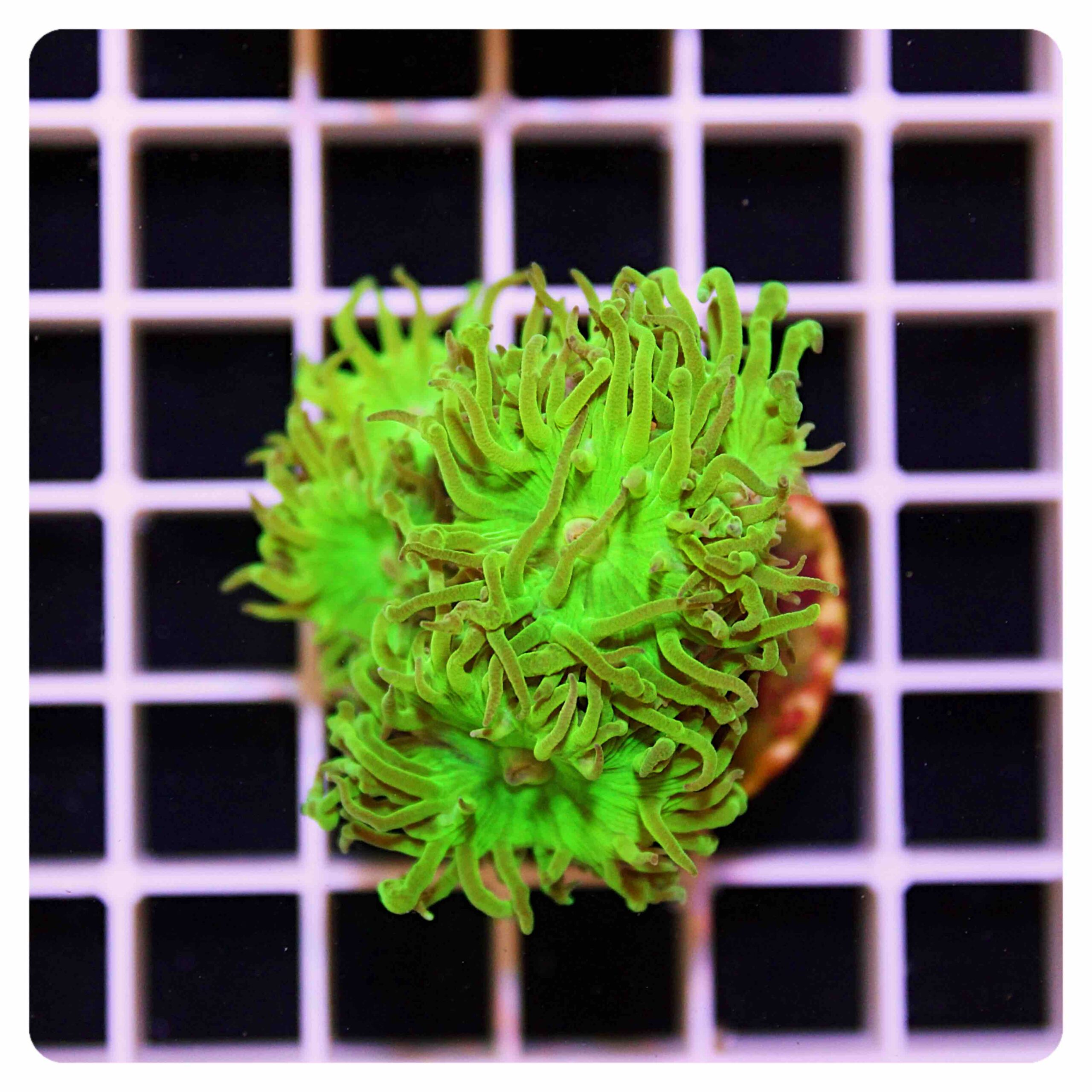 Duncanopsammia axifuga “metallic green”