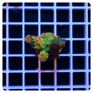 Acropora frag