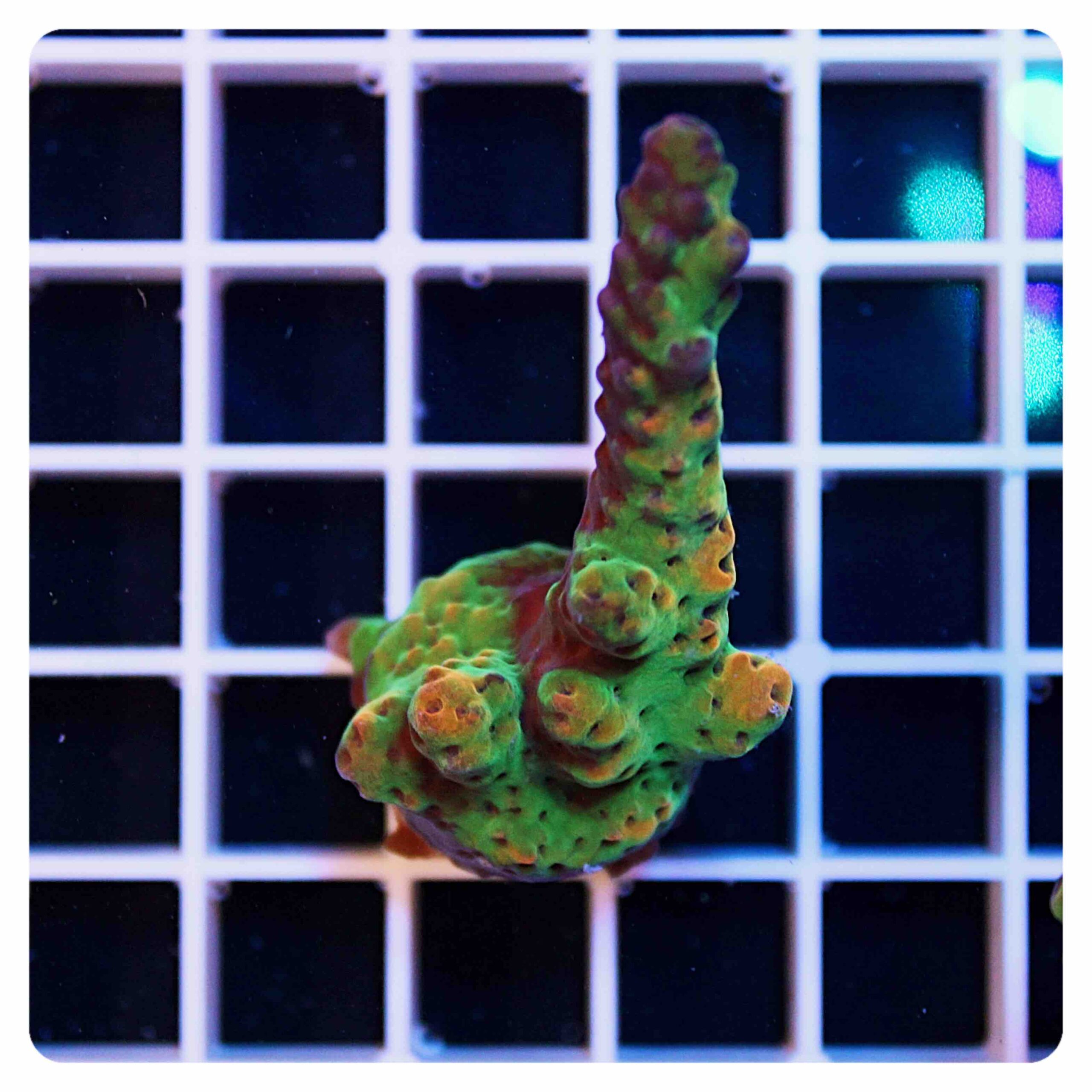 Acropora frag