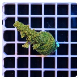 Acropora frag