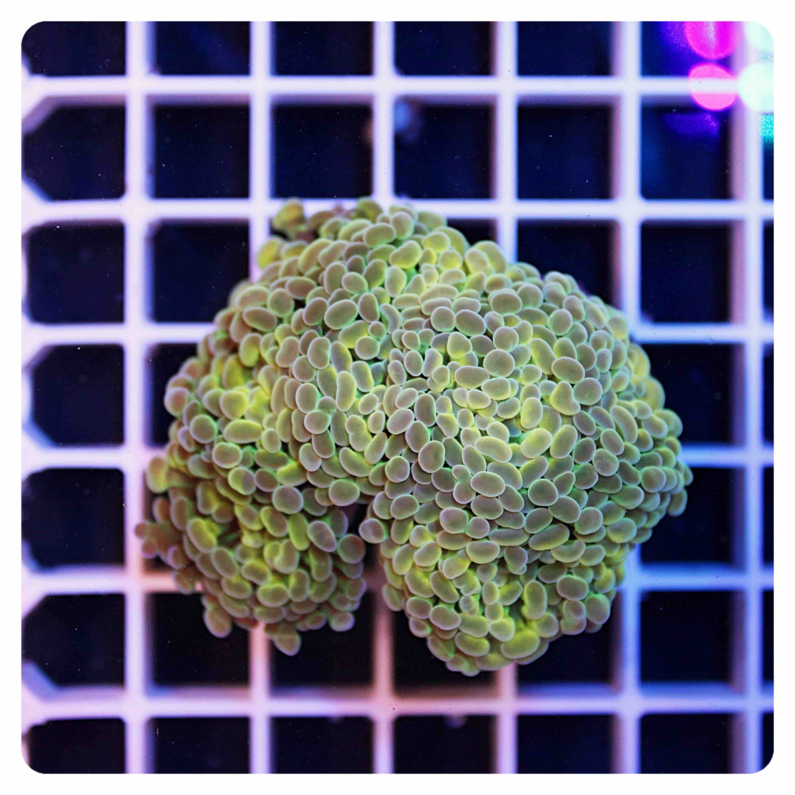Euphyllia parancora
