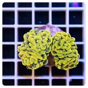 Euphyllia parancora