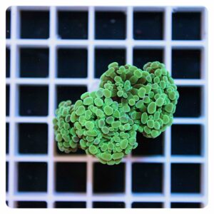 Euphyllia parancora
