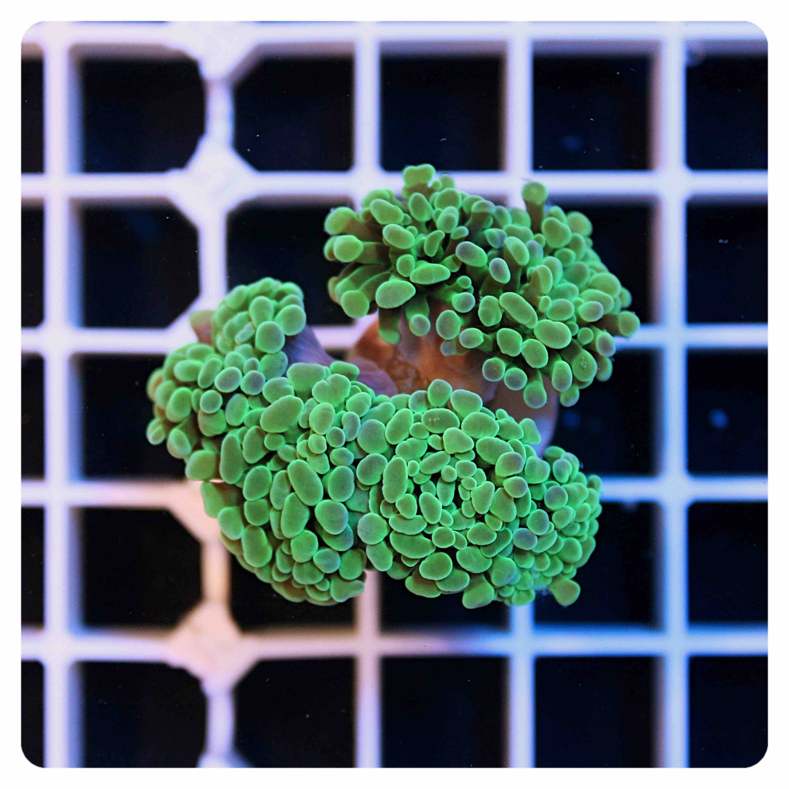 Euphyllia parancora