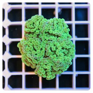 Euphyllia parancora