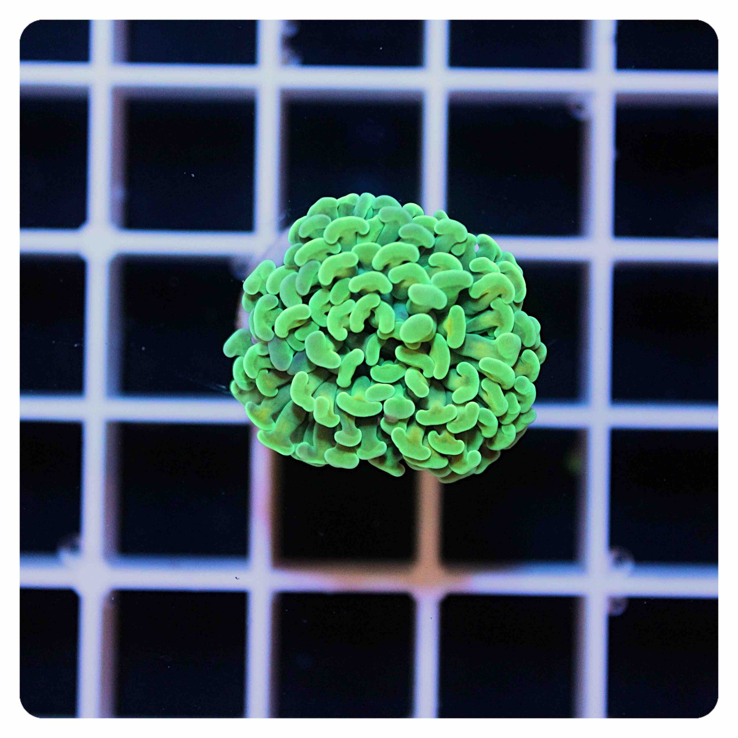 Euphyllia parancora