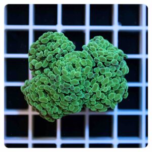 Euphyllia parancora