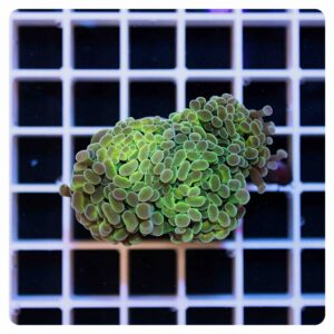 Euphyllia parancora