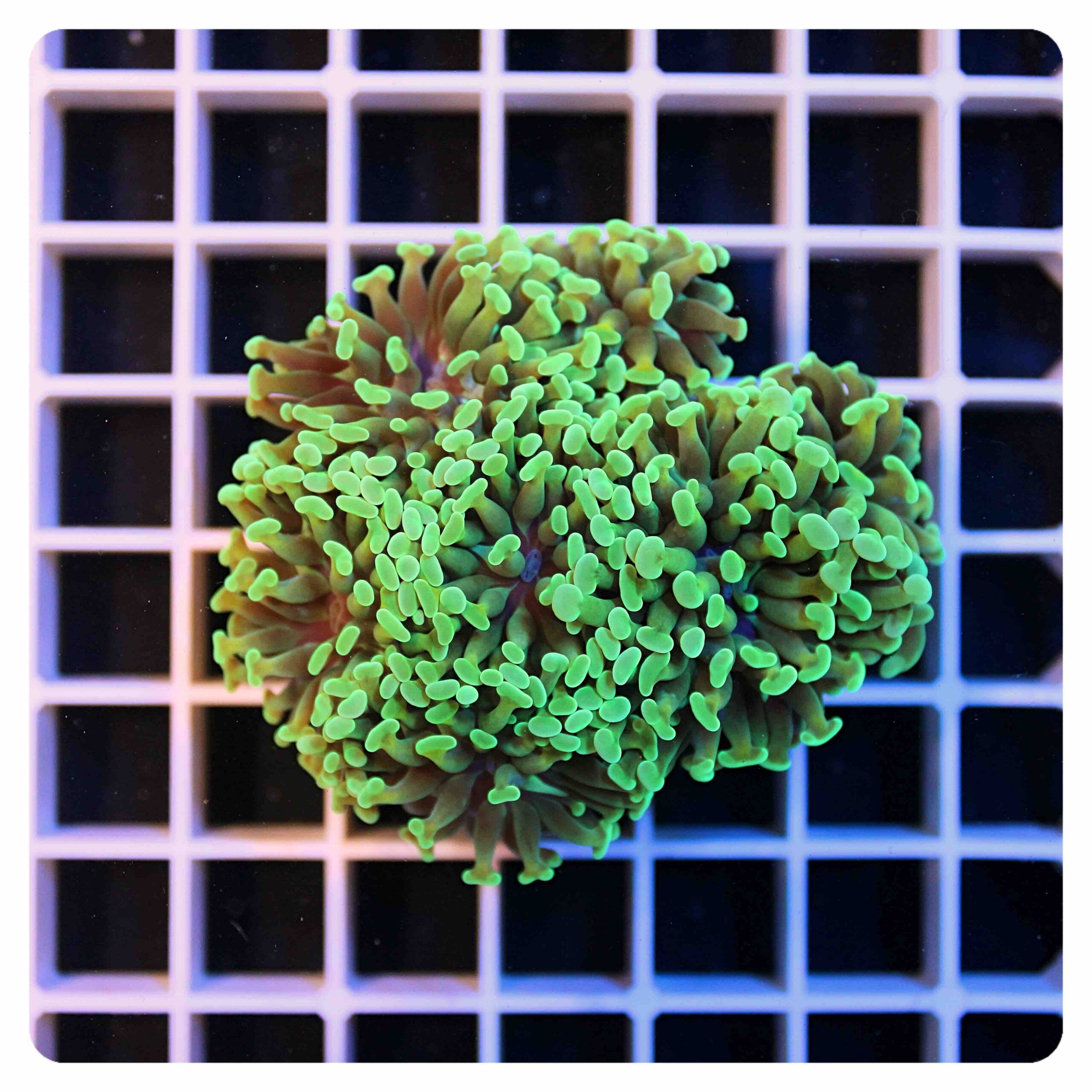 Euphyllia parancora