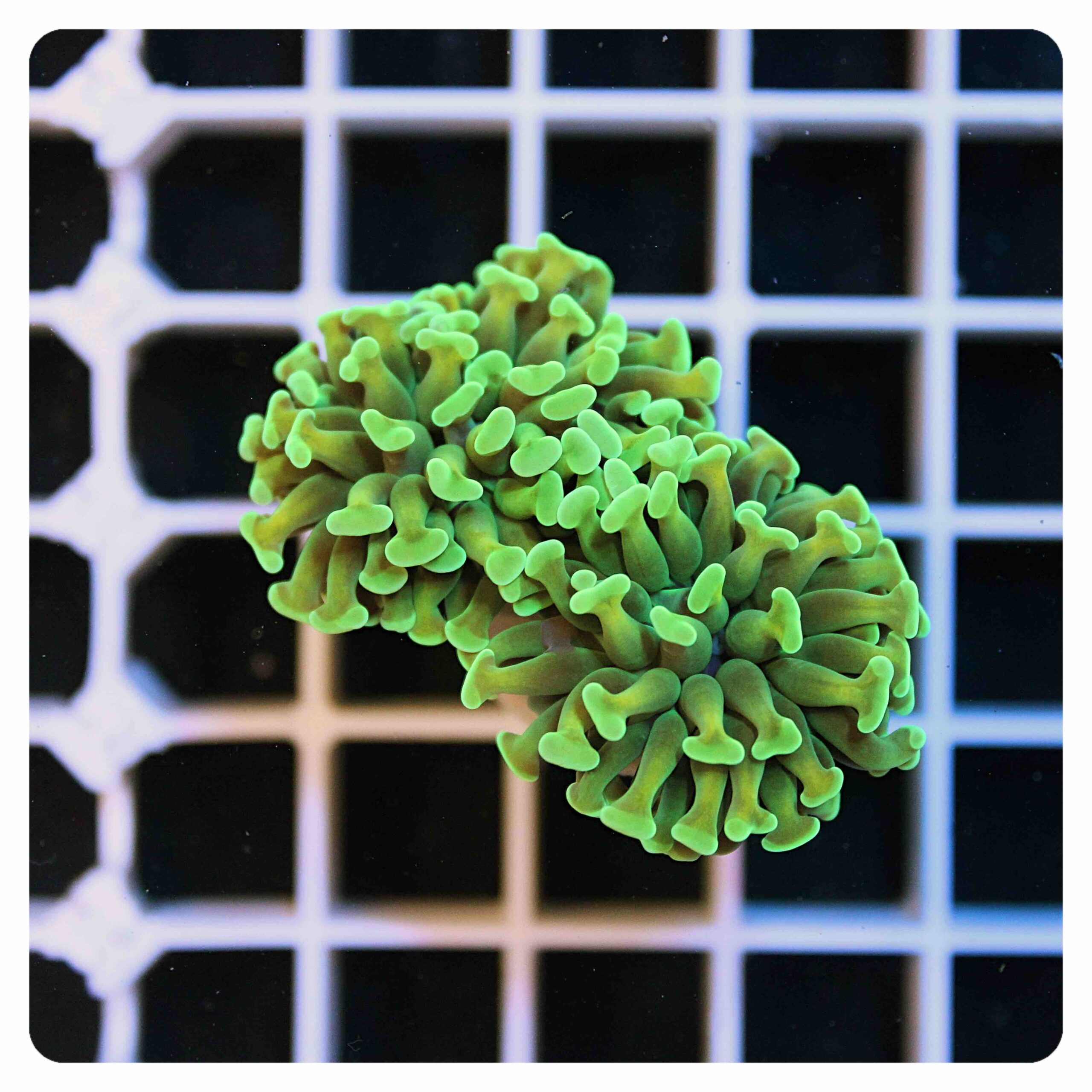 Euphyllia parancora