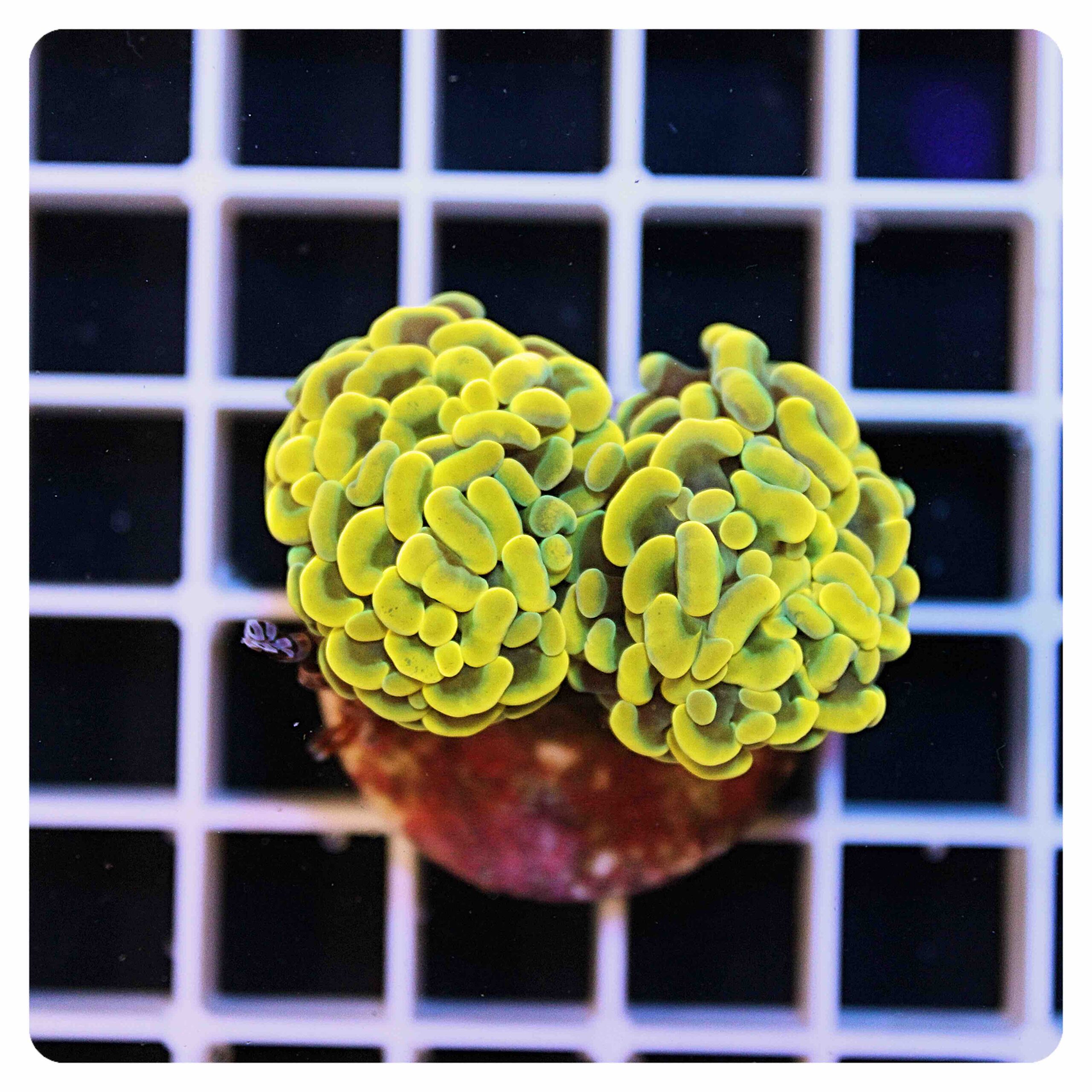 Euphyllia parancora