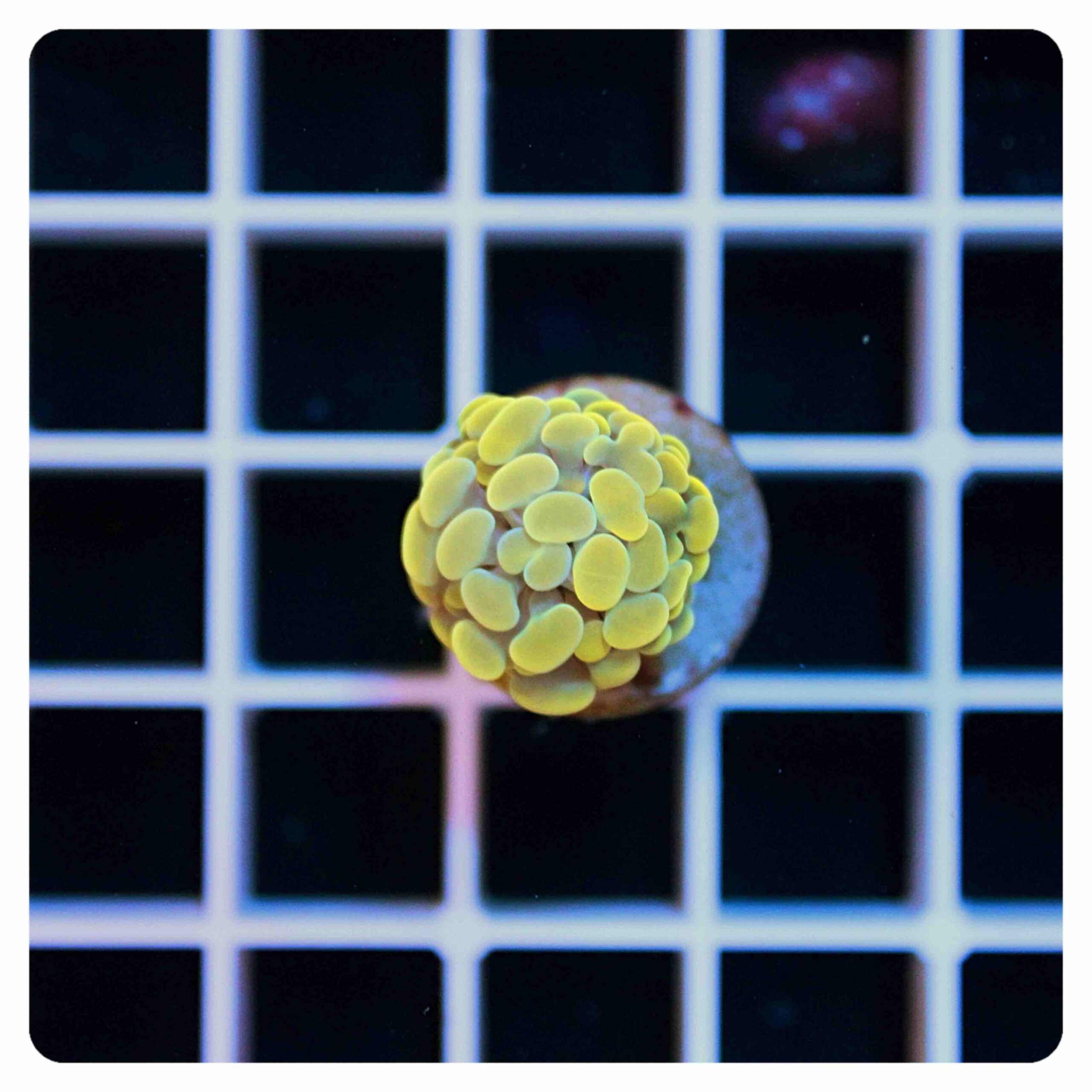 Euphyllia parancora