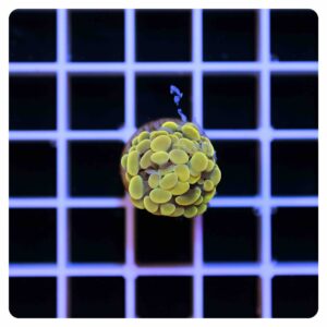 Euphyllia parancora