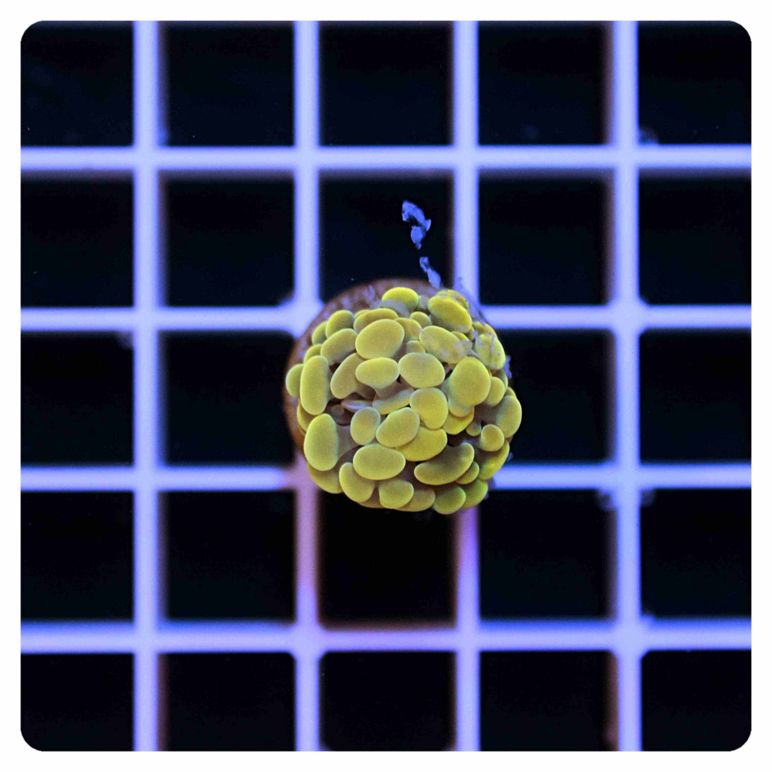 Euphyllia parancora